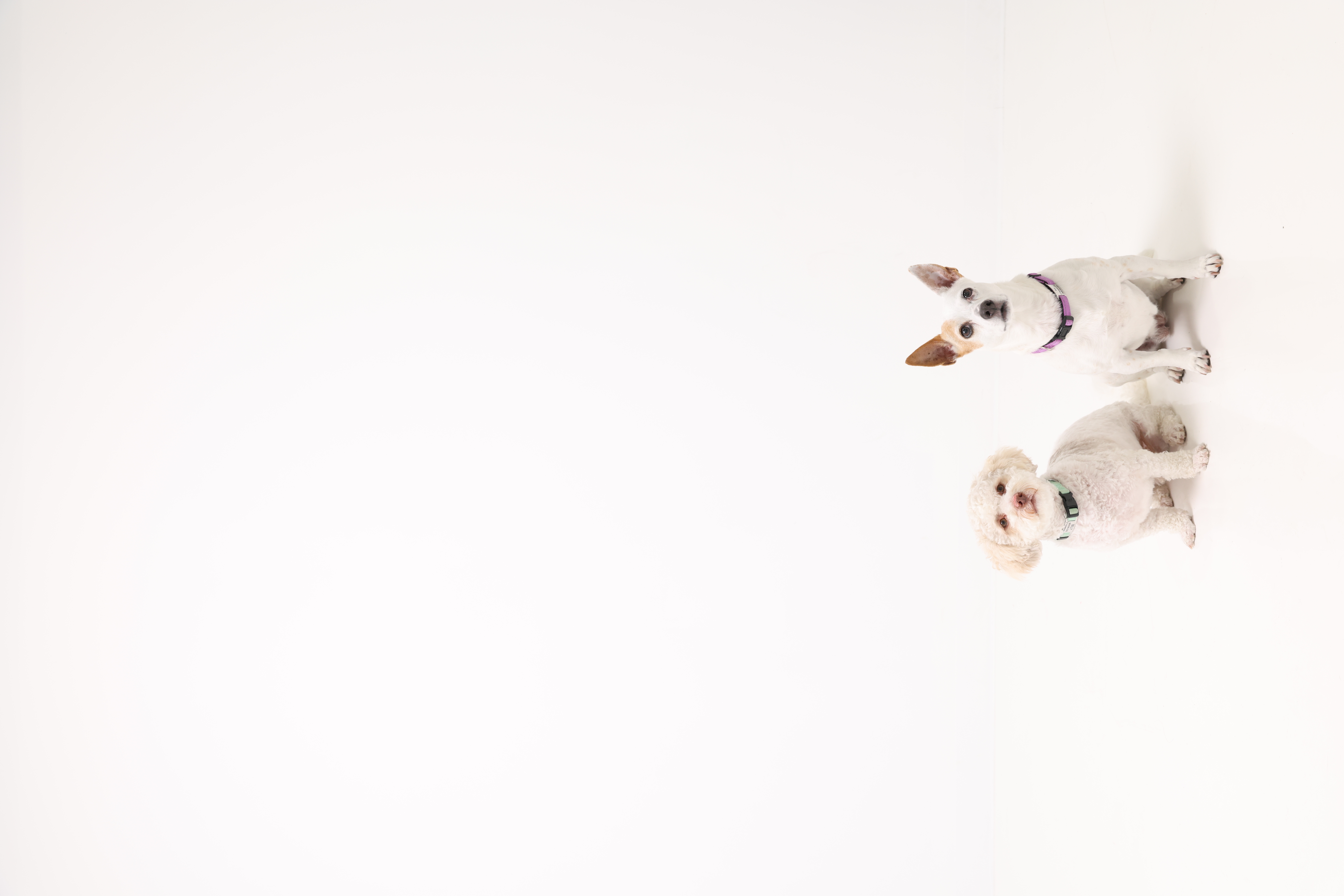 Image Pet 1